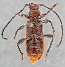   Callidiellum villosulum arisanum nbsp;ventral 
