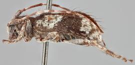   Poliaenus oregonus nbsp;lateral 
