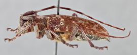   Monochamus obtusus nbsp;female lateral 
