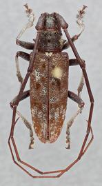   Monochamus maculosus nbsp;male dorsal 
