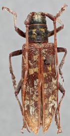   Monochamus marmorator nbsp;female dorsal 
