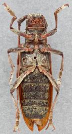   Monochamus marmorator nbsp;female ventral 
