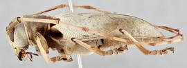   Acalolepta sublusca maculihumeranbsp; lateral 
