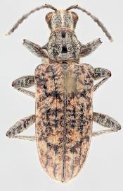   Rhagium inquisitor  dorsal 
