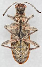   Rhagium inquisitornbsp; ventral 
