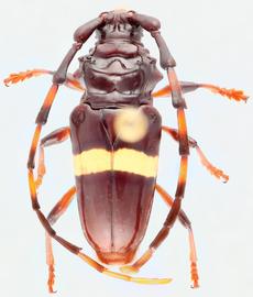   Trachyderes succinctanbsp; dorsal 
