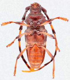   Trachyderes succinctanbsp; ventral 
