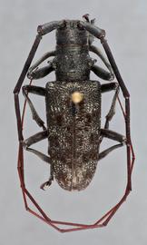   Monochamus c.nbsp;latus  male dorsal 
