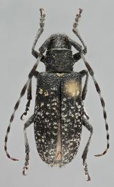   Monochamusnbsp;impluviatus nbsp;femalenbsp;dorsal 
