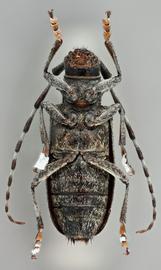   Monochamusnbsp;impluviatus nbsp;femalenbsp;ventral 
