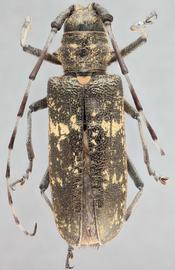   Monochamus s.nbsp;sartor  female dorsal 
