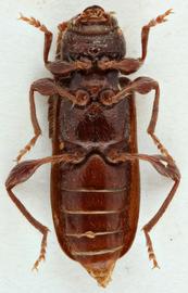   Phymatodes  ( Phymatodellus )  infasciatus  ventral
