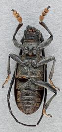   Monochamus impluviatusnbsp; male ventral 
