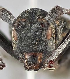   Monochamus saltuarius nbsp;female frontal 
