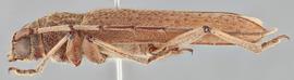   Stromatium longicorne nbsp;lateral 
