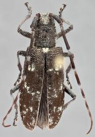   Monochamusnbsp;scutellatus nbsp;female dorsal 
