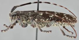   Monochamusnbsp;scutellatus nbsp;femalenbsp;lateral 
