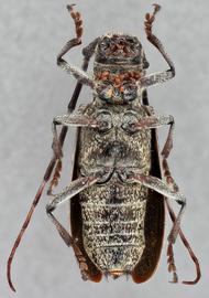   Monochamusnbsp;scutellatus nbsp;femalenbsp;ventral 
