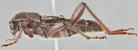   Xylotrechus sagittatus sagittatus nbsp;lateral 
