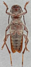   Xylotrechus sagittatus sagittatus  ventral 
