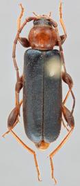   Phymatodes testaceus  dorsal 
