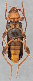   Phymatodes testaceus  ventral
