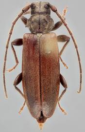   Opsimus quadrilineatus  dorsal 
