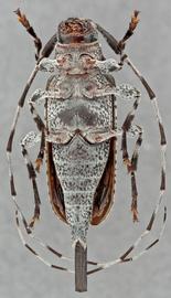   Acanthocinus obliquusnbsp; ventral
