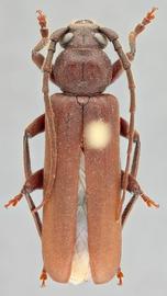   Arhopalus rusticus  dorsal 
