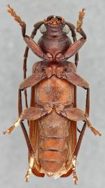   Arhopalus rusticusnbsp; ventral 
