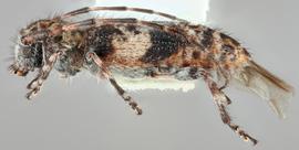   Pogonocherus mixtusnbsp; lateral 
