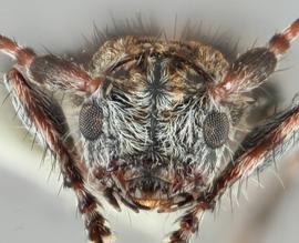   Pogonocherus mixtus  frontal 
