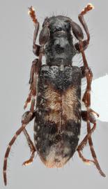   Miccolamia  (I somiccolamia )  glabricula nbsp;dorsal 
