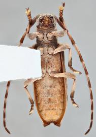   Mimectatina divaricata nbsp;ventral 
