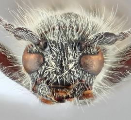   Kazuoclytus lautoidesnbsp; frontal 
