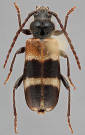   Semanotus bifasciatus  dorsal 
