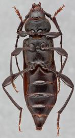   Ropalopus nadarinbsp; ventral 
