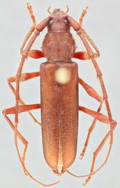   Eucrossus villicornisnbsp; dorsal 
