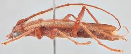   Eucrossus villicornisnbsp; lateral 
