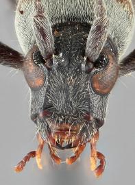   Rhaphuma xeniscanbsp; frontal 
