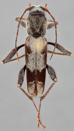   Neoclytus nubilus  dorsal 
