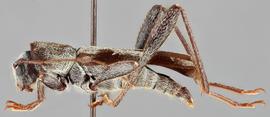   Neoclytus nubilusnbsp; lateral 
