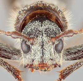   Neoclytus nubilusnbsp; frontal 
