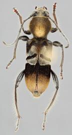   Hirticlytus comosus nbsp;dorsal 
