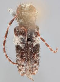   Pogonocherus f. fasciculatus  dorsal 
