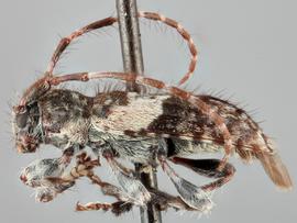   Pogonocherus f. fasciculatusnbsp; lateral 
