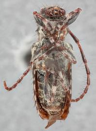   Pogonocherus f. fasciculatusnbsp; ventral 
