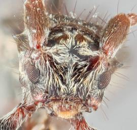   Pogonocherus f. fasciculatusnbsp; frontal 
