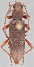   Trichoferus campestrisnbsp; dorsal 
