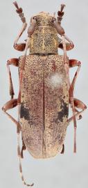   Rhodopina integripennis nbsp;dorsal 
